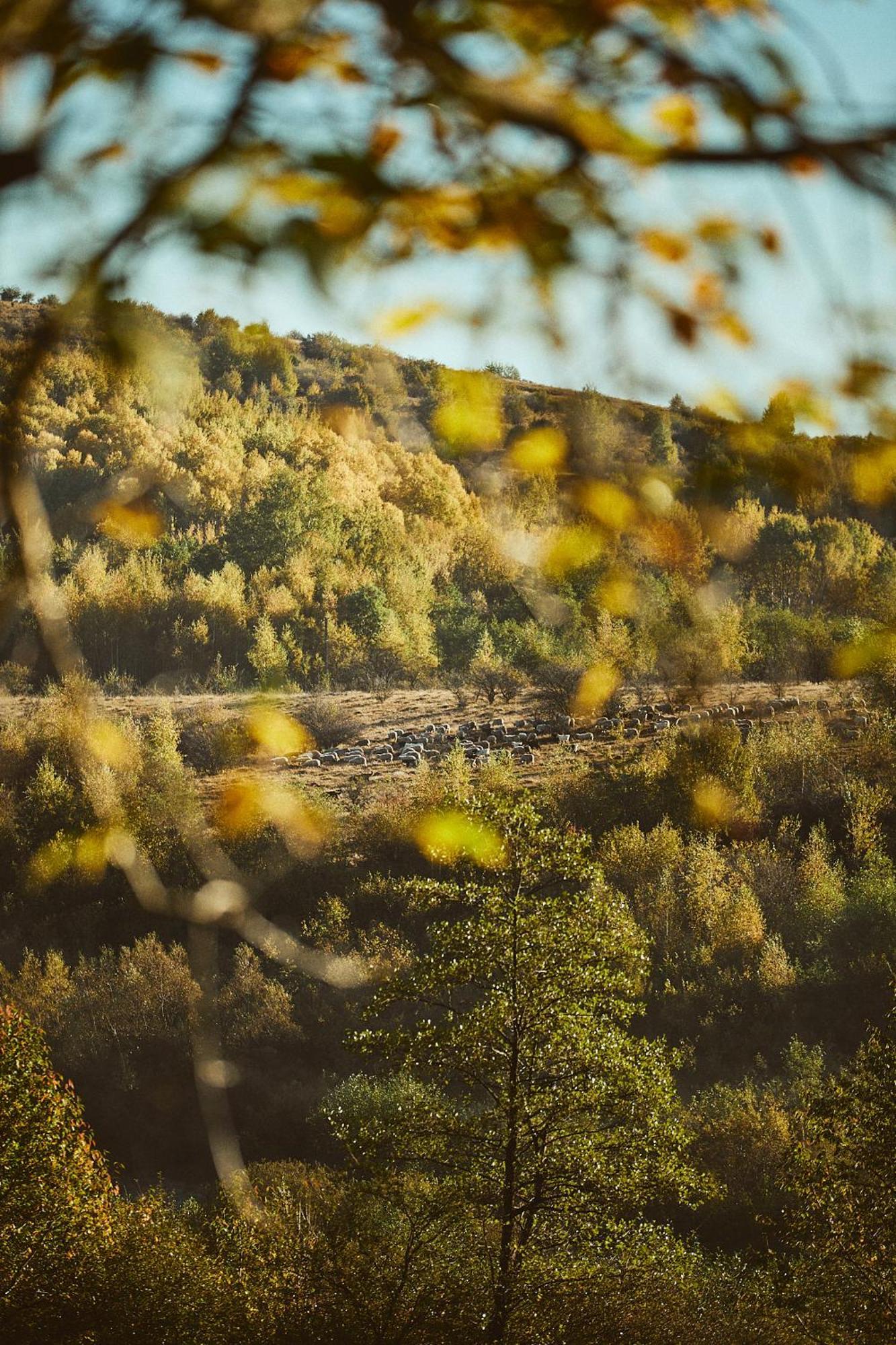 Scandinave Chalet Bran Zărneşti Exteriör bild